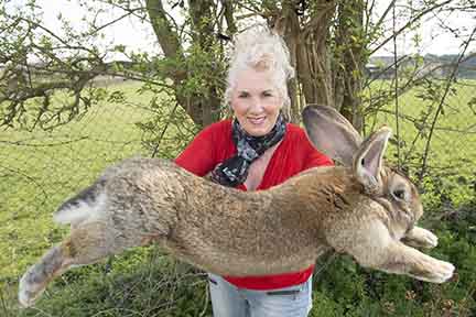 Breeder says United cremated giant bunny without her permission